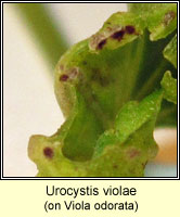 Urocystis violae