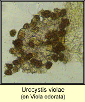 Urocystis violae