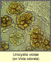 Urocystis violae