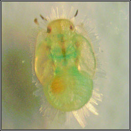 Trioza vitreoradiata