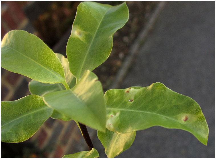 Trioza vitreoradiata