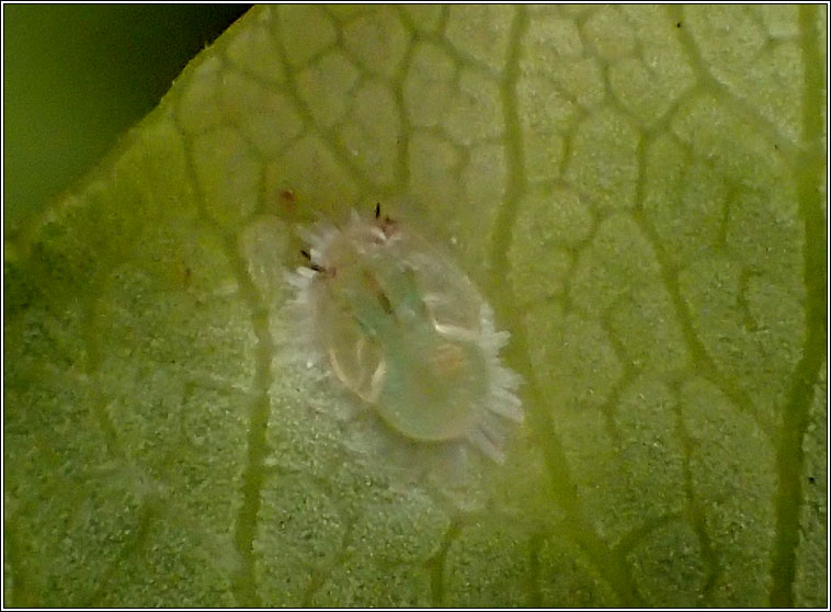 Trioza vitreoradiata