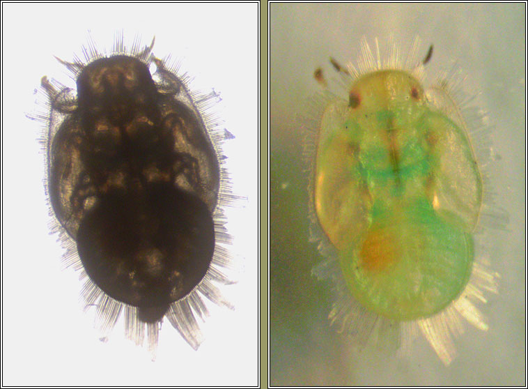 Trioza vitreoradiata