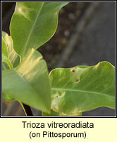 Trioza vitreoradiata