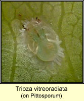 Trioza vitreoradiata