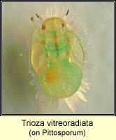 Trioza vitreoradiata