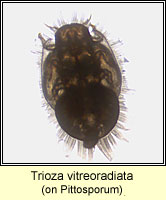 Trioza vitreoradiata