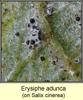 Erysiphe adunca