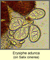 Erysiphe adunca