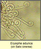 Erysiphe adunca