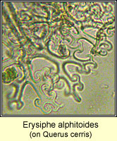 Erysiphe alphitoides