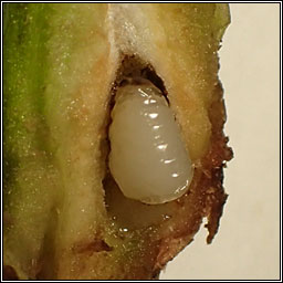 Urophora cardui