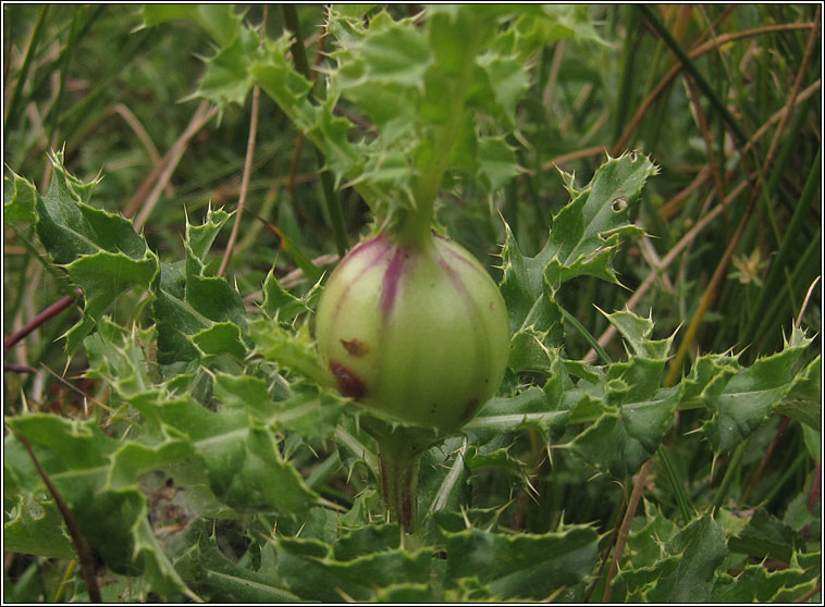 Urophora cardui