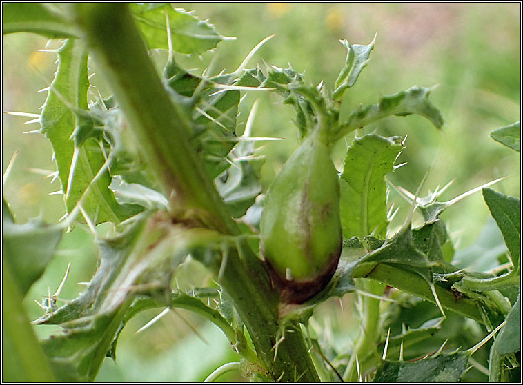 Urophora cardui