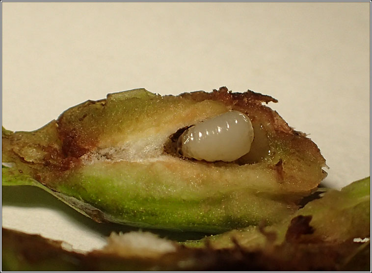 Urophora cardui