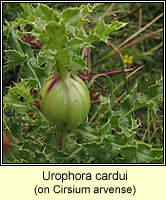 Urophora cardui