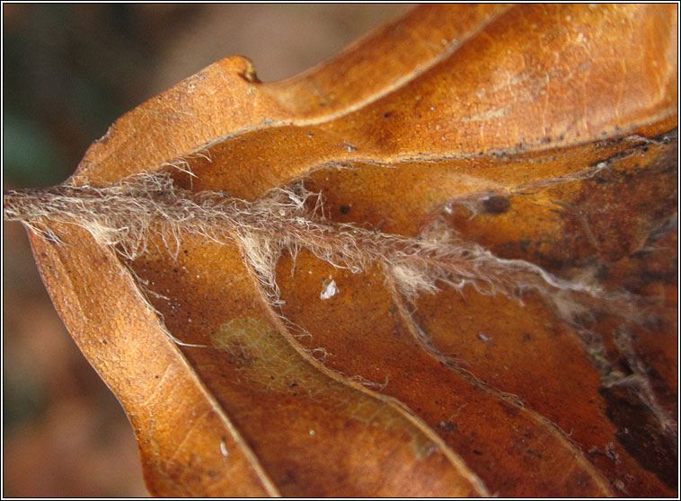 Monochetus sulcatus