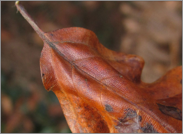 Monochetus sulcatus