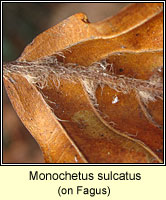 Monochetus sulcatus