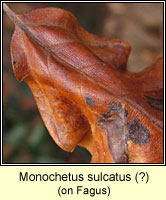 Monochetus sulcatus