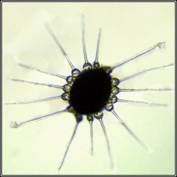 Phyllactinia orbicularis