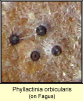 Phyllactinia orbicularis