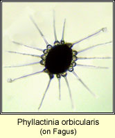 Phyllactinia orbicularis