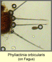 Phyllactinia orbicularis