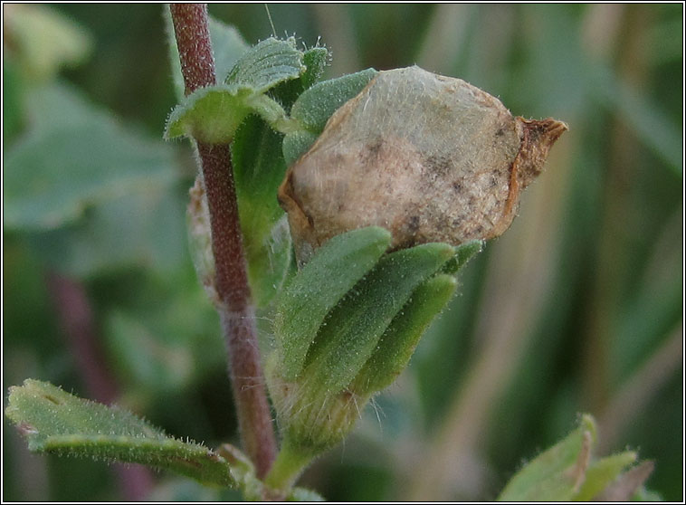 Asphondylia ononidis