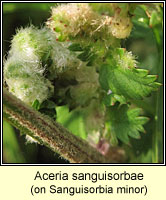 Aceria sanguisorbae