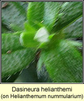 Dasineura helianthemi