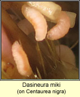 Dasineura miki