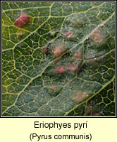 Eriophyes pyri