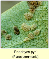 Eriophyes pyri