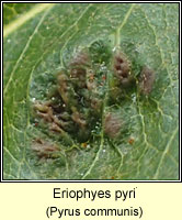 Eriophyes pyri