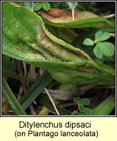 Ditylenchus dipsaci