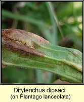 Ditylenchus dipsaci