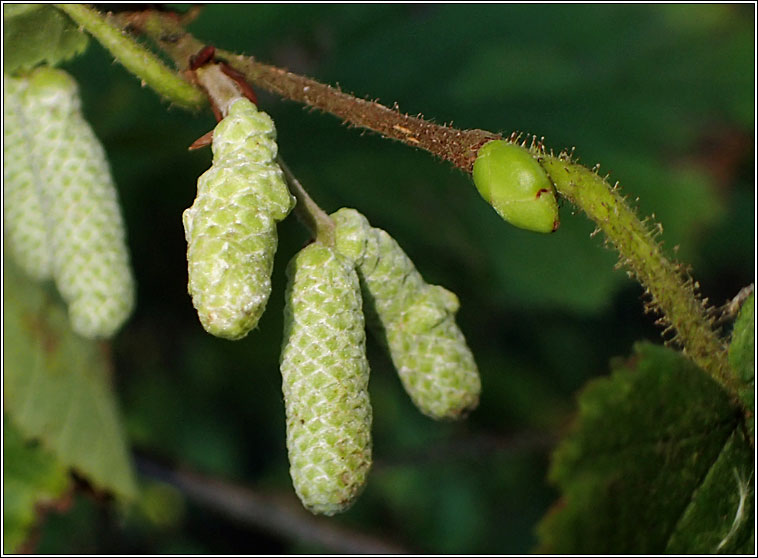 Contarinia coryli