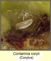 Contarinia coryli