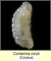 Contarinia coryli