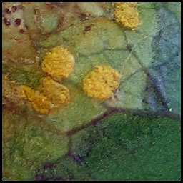 Melampsora euonymi-caprearum