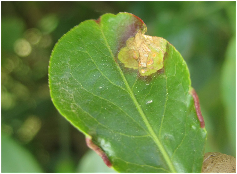 Melampsora euonymi-caprearum