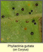 Phyllactinia guttata