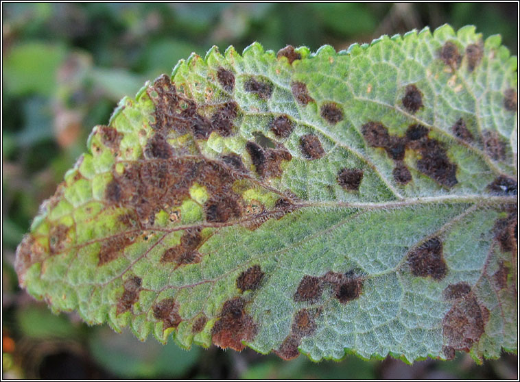 Puccinia annularis