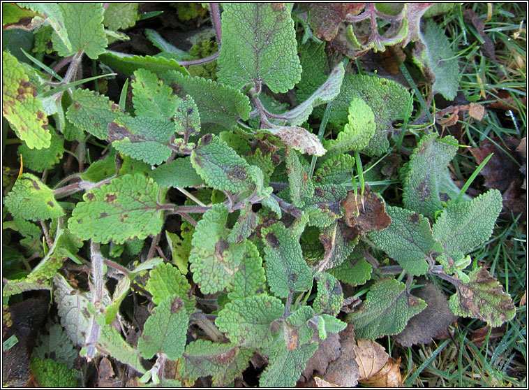 Puccinia annularis