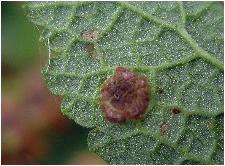 Puccinia annularis