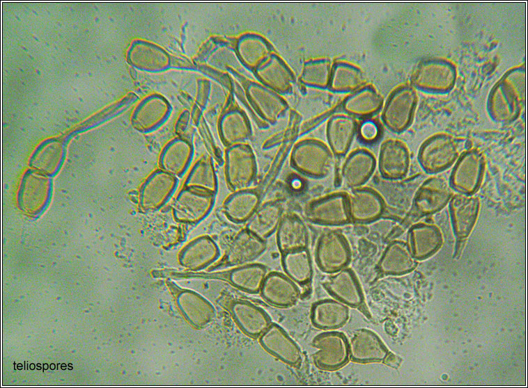 Puccinia annularis