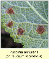 Puccinia annularis