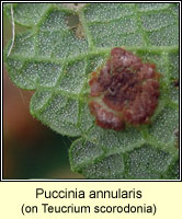 Puccinia annularis