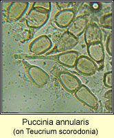 Puccinia annularis